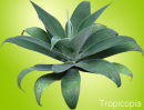 Identifying Common House Plants plants | houseplant 411 - how to identify and care for houseplants Identifying Common House Plants plants | houseplant 411 - how to identify and care for houseplants