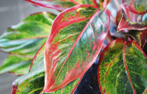 Red and green Chinese Evergreen