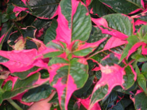 Bright pink and green Joseph's Coat Plant