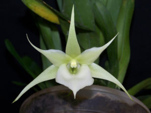 White orchid with pointed petals
