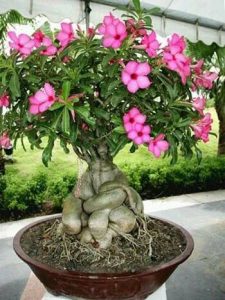 Pink flowers on Desert Rose plant with fat, bulbous base.