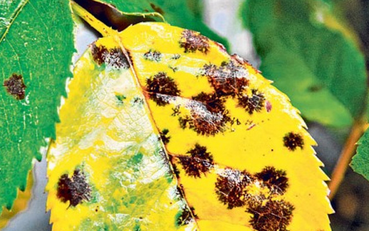 Black Rash Plant Black Spot Plant Disease | HousePlant411.com/glossary