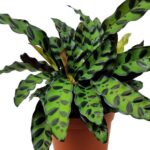 Long green leaves with purple decorative spot ons Calathea plant