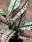 Calathea plant with green stripes on a white and pink leaf .