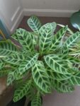 Calathea plant zebrina has light green oval leaves with dark green variegation