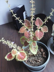 Tiny flowers, colorful leaves on Coleus Plant