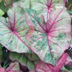 Caladium plant with large, paper thin, white, green, and pink veined heart shaped leaves.