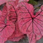 Caladium plant with large, paper thin, bright pink and green veined, heart shaped leaves.