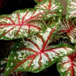 Caladium plant with arge, paper thin, green, white, and red heart shaped leavesleaves leave