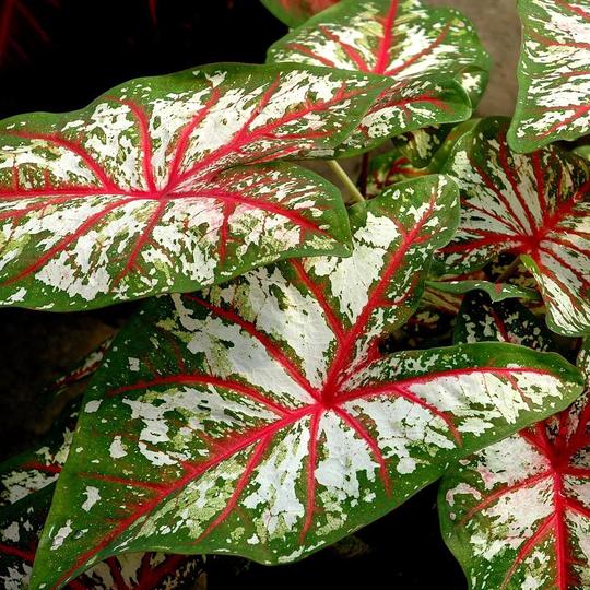 Caladium Plant - How to Grow Care - Elephant Ear Plant