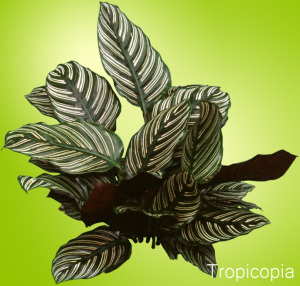 Pink and green striped Calathea Plant