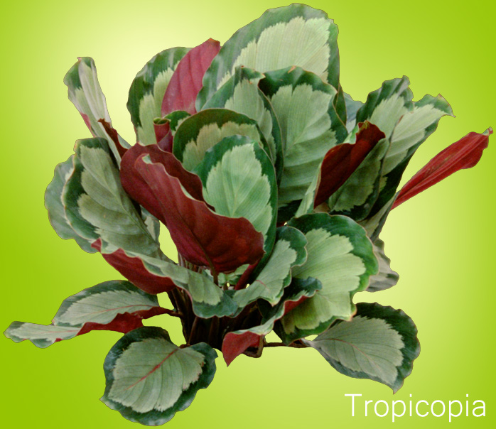 Calathea pictura Argentea 08