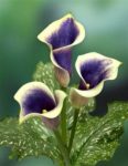 Purple and white Calla Lily
