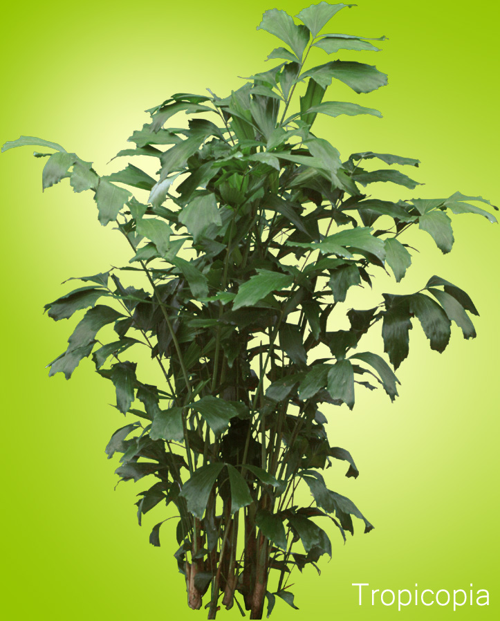 Ho to Grow Fishtail Palm Plant Care Houseplant 411