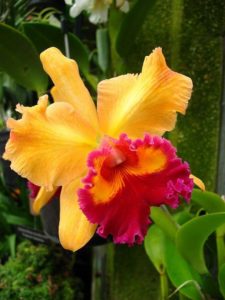 Yellow and red Cattleya Orchid