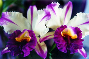 Purple and white Cattleya Orchid