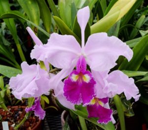 Lavendar and purple Cattleya warscewiczii orchid flower