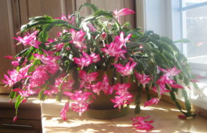 Pink Christmas Cactus Plant