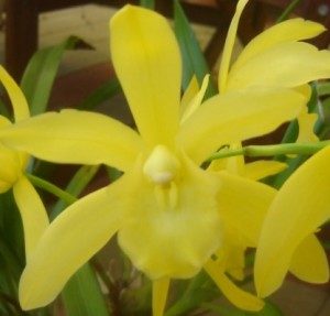 Yellow cymbidium orchid