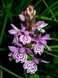 Purple and white Dactylorhiza orchid plant