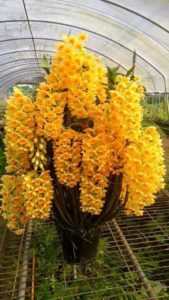 Yellow dendrobium orchid