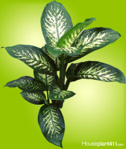 Learn why dieffenbachia plants lose leaves and how to prevent it at Houseplant411.com