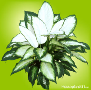 Learn how to identify and care for a Dieffenbachia "Camille" at Houseplant411.com
