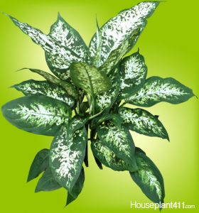 Learn why large colorful leaves on dieffenbachia turn brown at Houseplant411.com