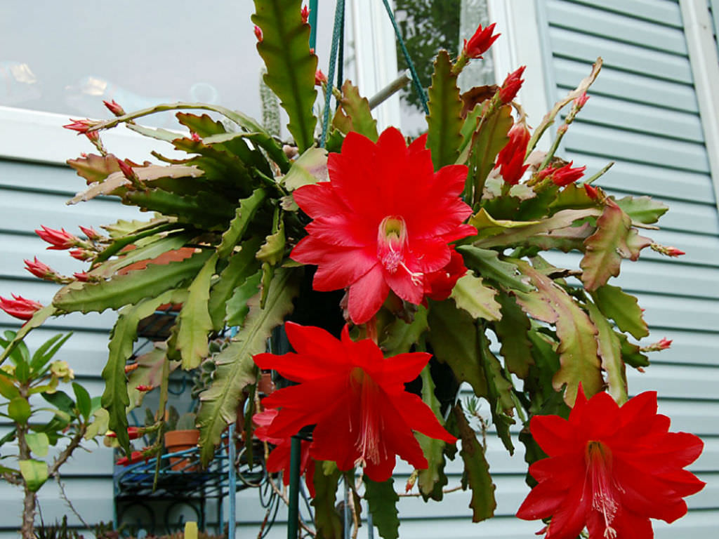 How to Grow Orchid Cactus Epiphyllum Care