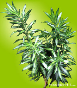 Picture of Dracaena reflexa helps to identify and care for the plant.