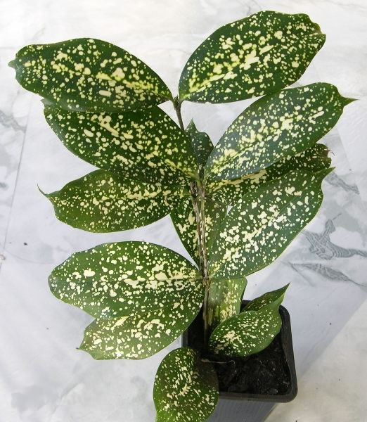 Grow Care Guide for Gold Dust Dracaena