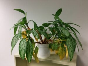 Learn why a Chinese evergreen plant gets yellow leaves