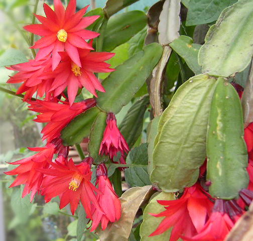 Christmas Cactus - How to Grow Care Care Tips | Houseplant411.com