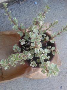 Learn to identify and care for an Elephant Bush plant