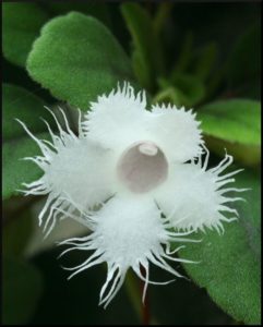 White Episcia dianthiflora
