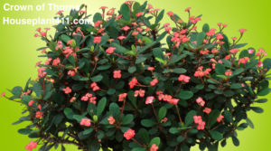 Learn to identify a Crown of Thorns plant and how to get it to flower .