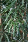 False Aralia or Spider Aralia has long, narrow, dark green serrated leaves in a finger-like pattern.