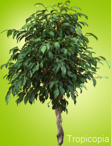 Ficus tree has hundreds of dark green leaves on woody braided stems