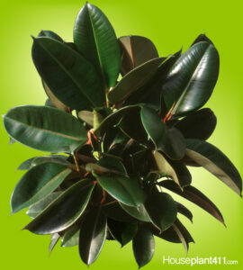Thick green leaves on rubber tree.