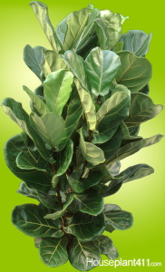 Ficus-lyrata-10-BU