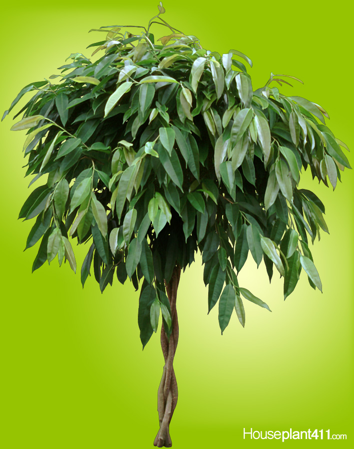Ficus Alii-How to Grow and Care for - Houseplant 411