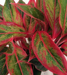 Red and green Chinese Evergreen