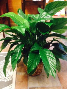 Shiny green, large-leafed Peace Lily