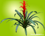 Bright red bromeliad guamanians "Rana"