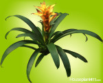 Bromeliad guzmania marjan has a large flower with hard yellow petals and long, narrow, plump, grin leaves.