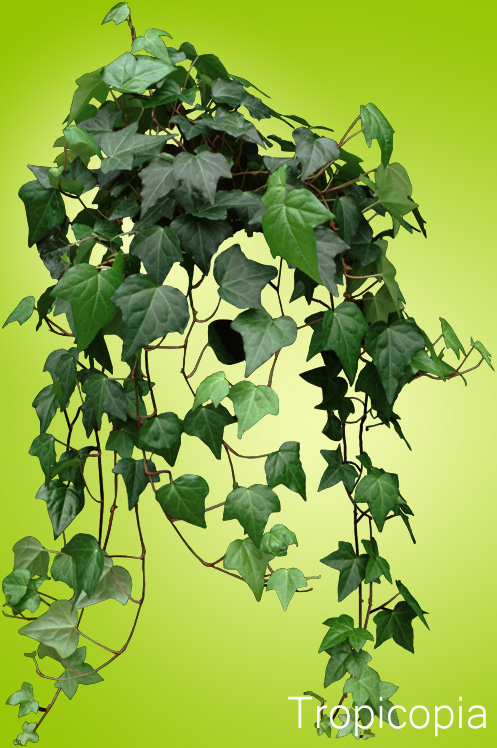 English Ivy  Plants  How to Grow Care Guide Hedera Helix 