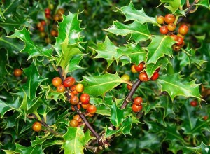 Red and green Holly Plant