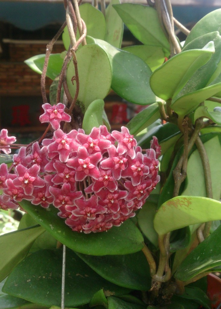 Plant Identification Hoya Plant Houseplant 411