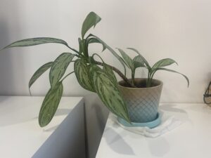 Learn why the stems of plants lean over and how to fix the problem at houseplant411.com