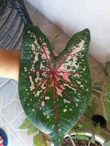 Pink, cream, and green Caladium Plant